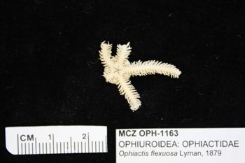 Media type: image;   Invertebrate Zoology OPH-1163